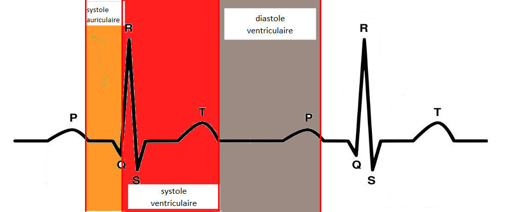 Correspondance entre phases du cycle cardiaque et tracé ECG