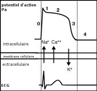 canaux trans-membranaires, potentiel d'action et aspect ECG