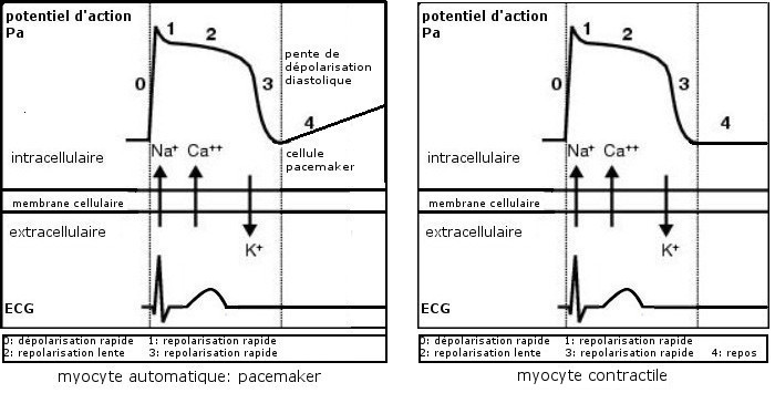 Différence entre potentiel d'action d'un myocyte contractile et un myocyte automatique (pacemaker)